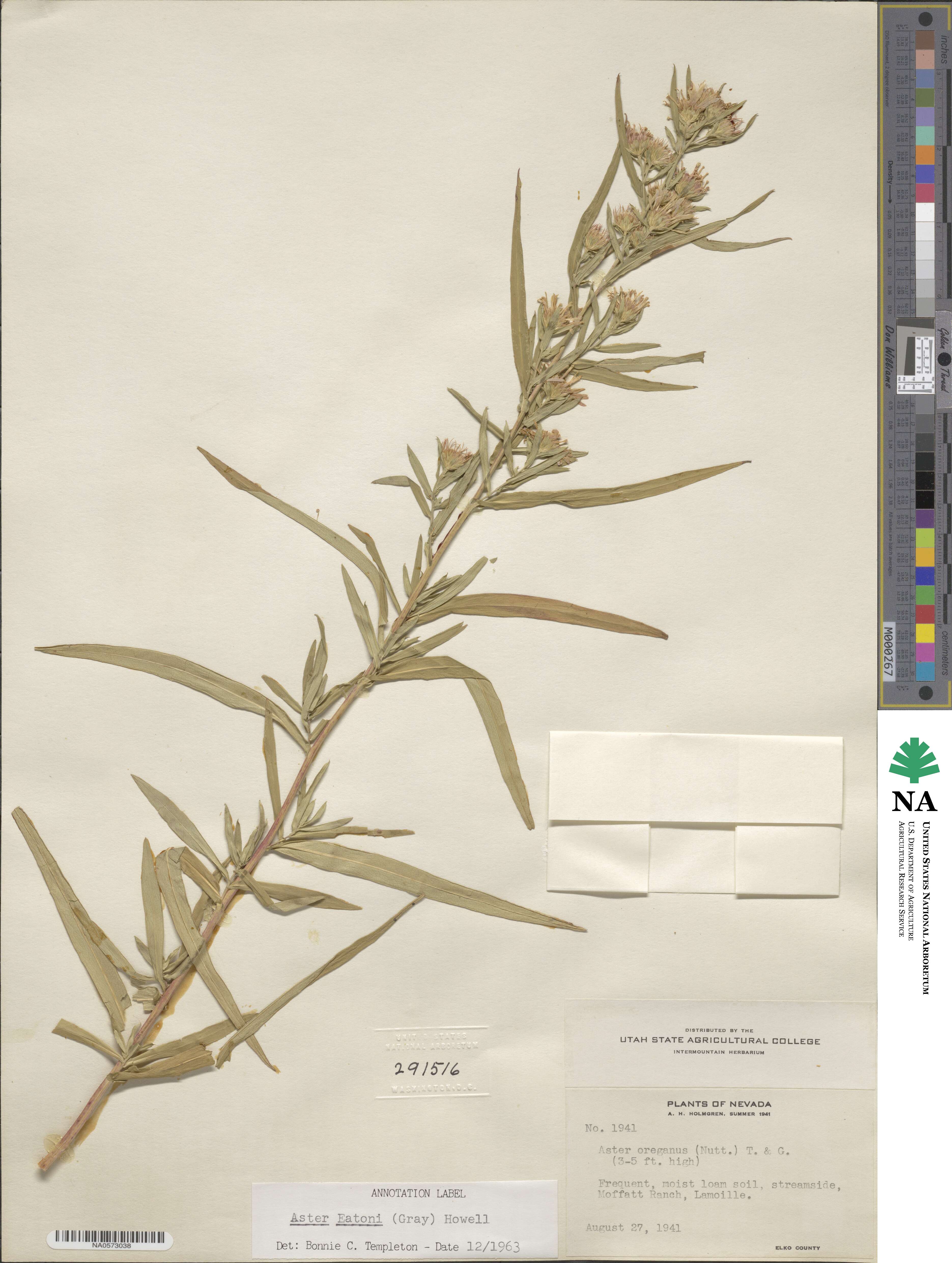 Symphyotrichum bracteolatum image