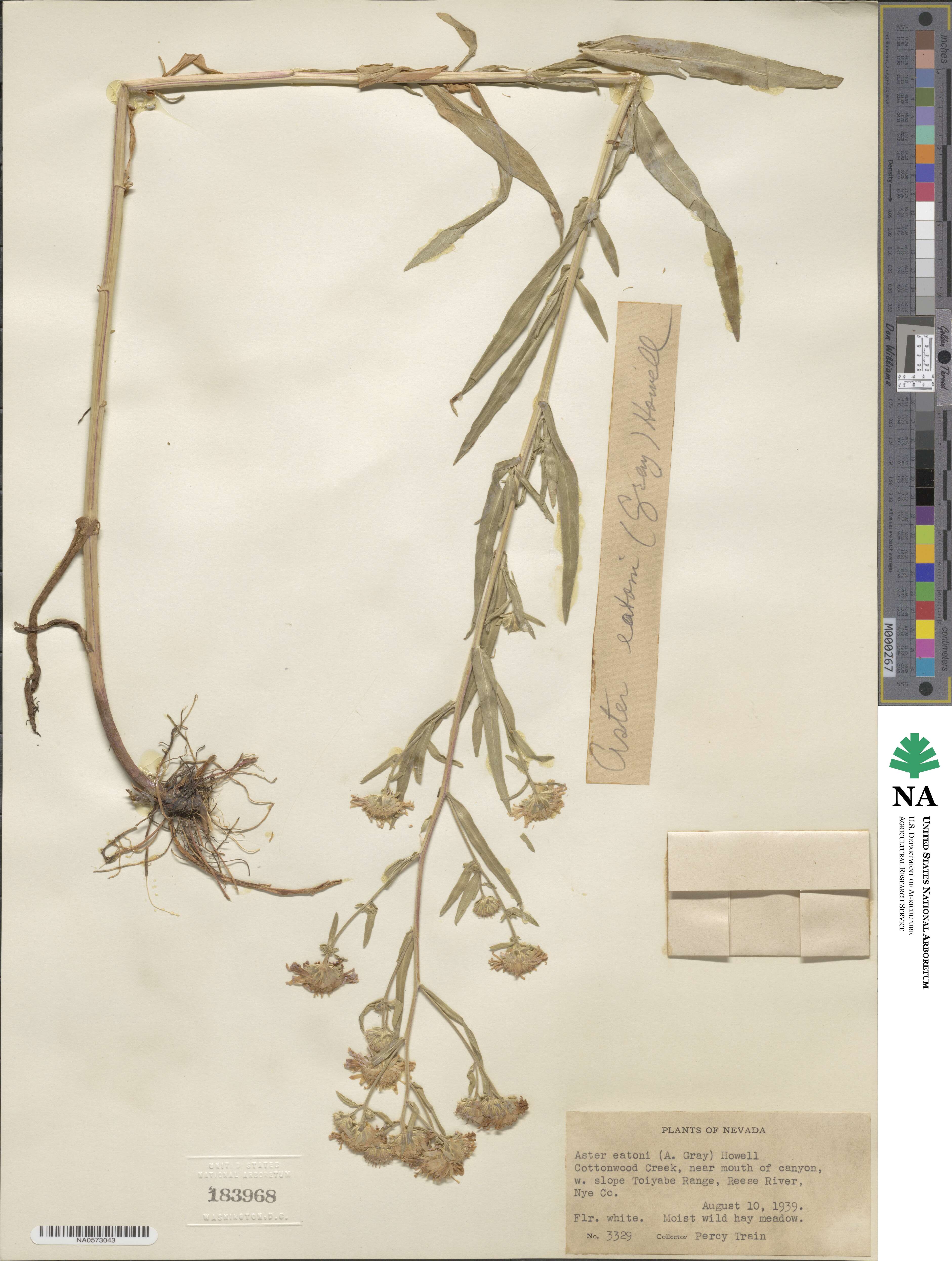 Symphyotrichum bracteolatum image