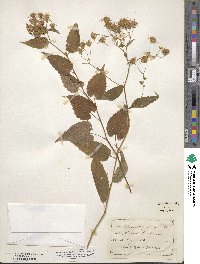 Aster divaricatus image