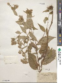 Aster divaricatus image