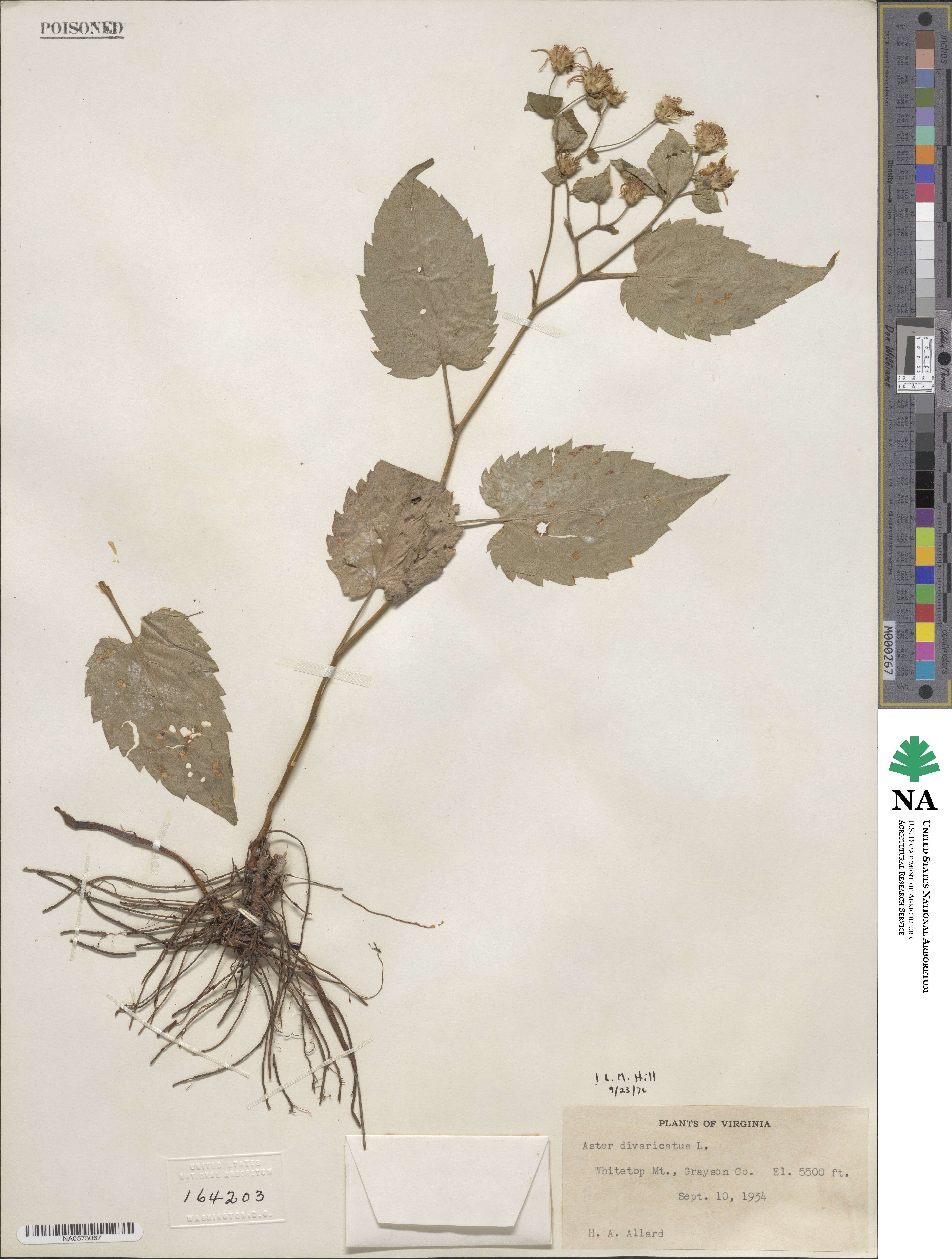 Aster divaricatus image