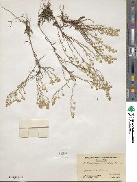 Aster depauperatus image