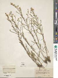 Aster depauperatus image