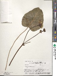 Silphium terebinthinaceum image