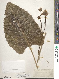 Silphium terebinthinaceum image