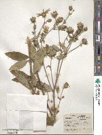 Silphium asteriscus image