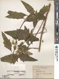 Silphium asteriscus image