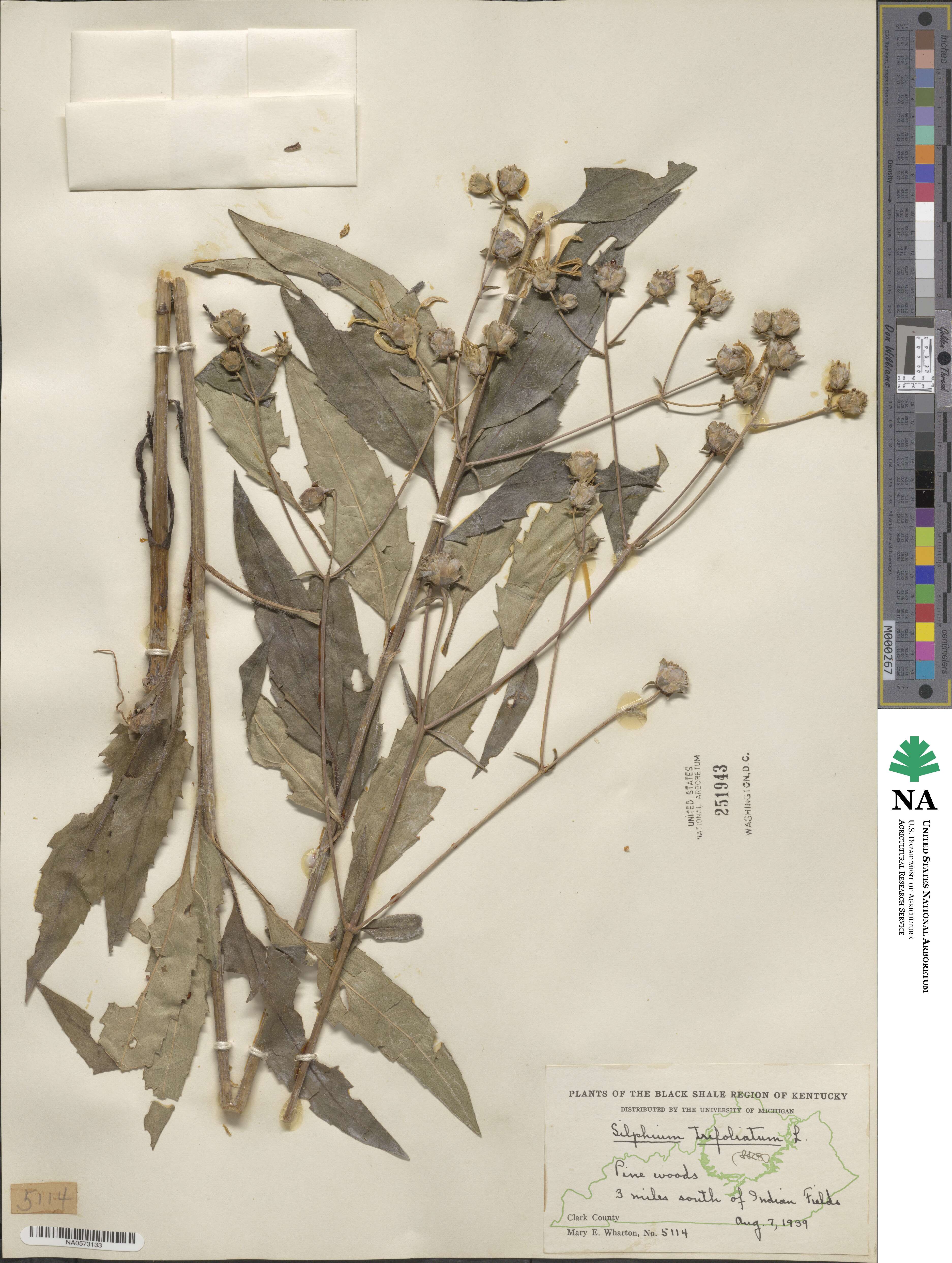 Silphium asteriscus image
