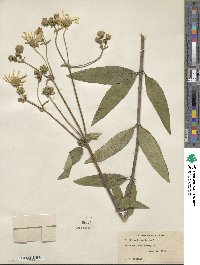 Silphium asteriscus var. trifoliatum image