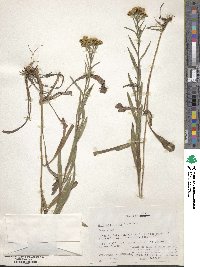 Solidago nitida image