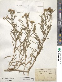 Euthamia occidentalis image