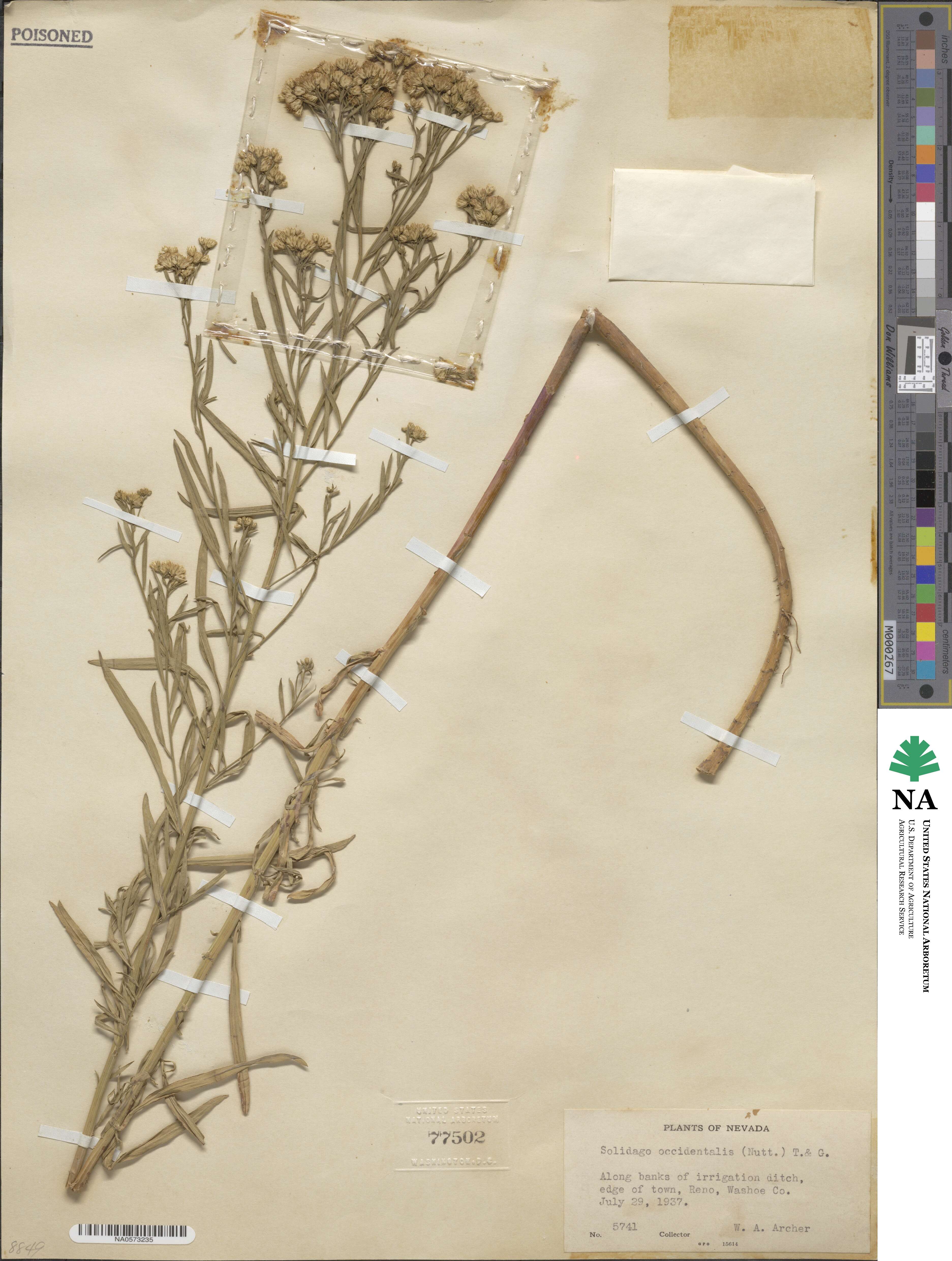 Euthamia occidentalis image