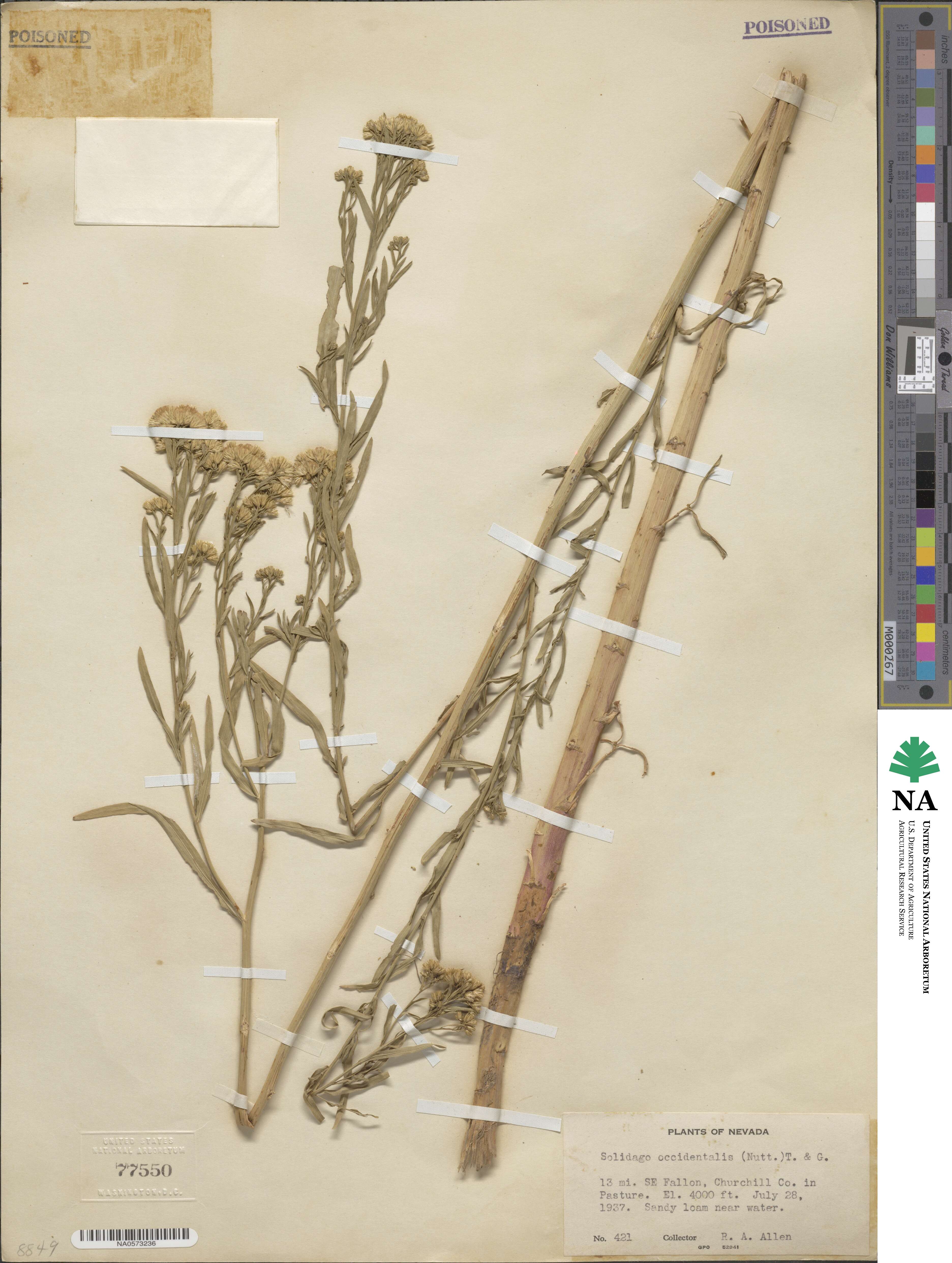 Euthamia occidentalis image
