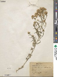 Euthamia occidentalis image