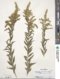 Solidago odora image