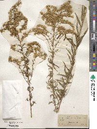 Solidago odora image