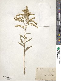 Solidago odora image