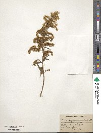 Solidago odora image