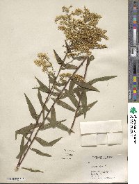 Solidago odora image