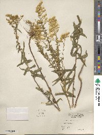 Solidago odora image