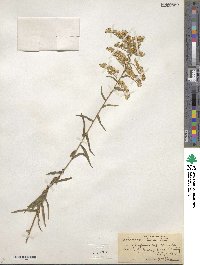 Solidago odora image