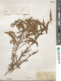 Solidago odora image