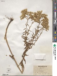 Solidago odora image