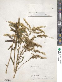 Solidago odora image