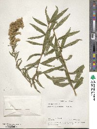 Solidago odora image