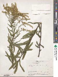 Solidago odora image