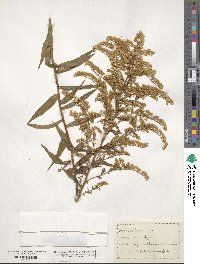 Solidago odora image