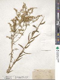 Solidago odora image