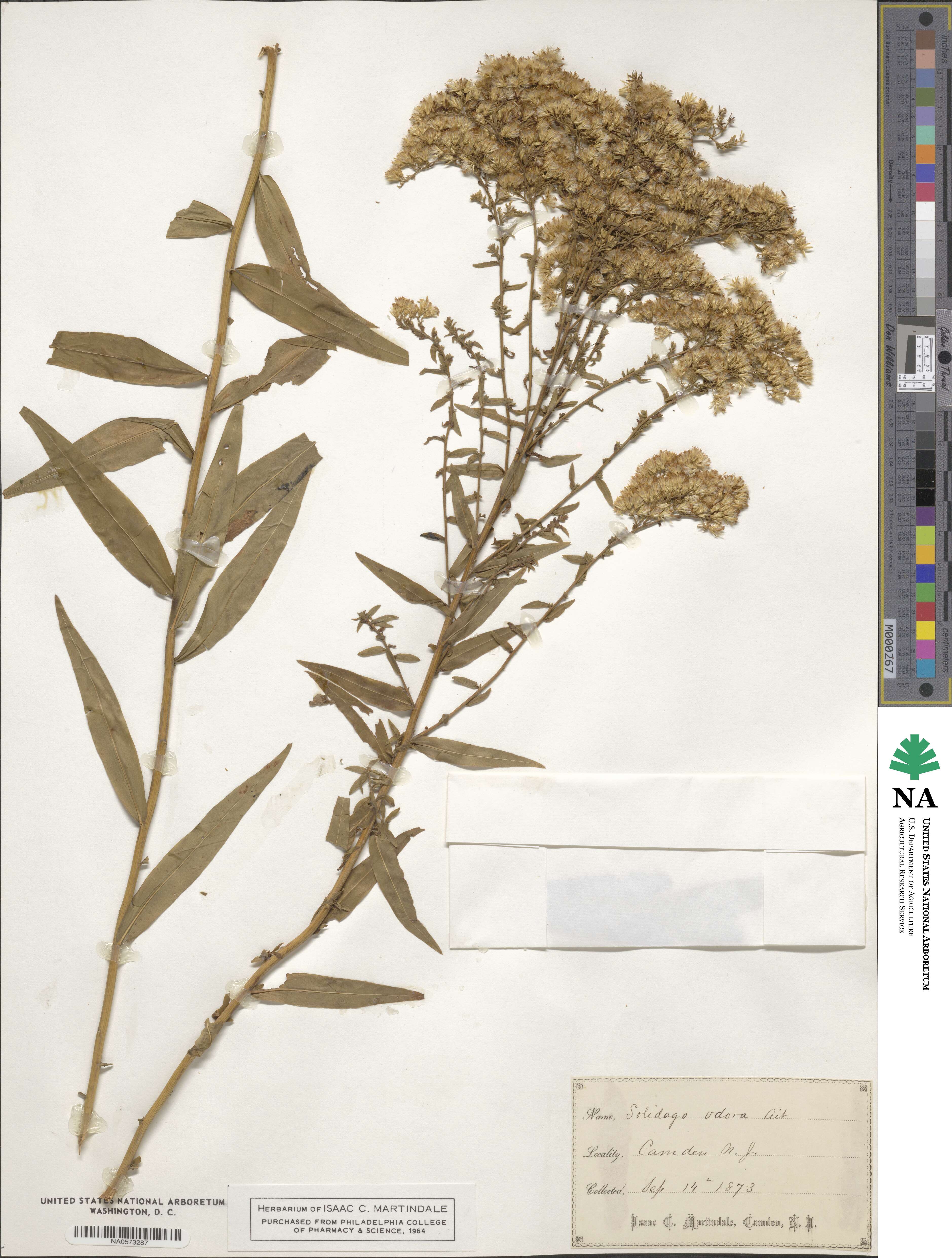 Solidago odora image