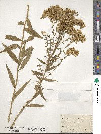 Solidago odora image