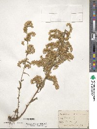 Solidago odora image