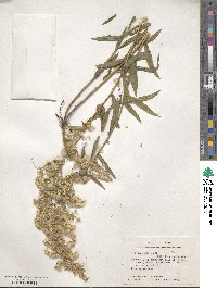 Solidago odora image