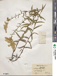 Solidago odora image