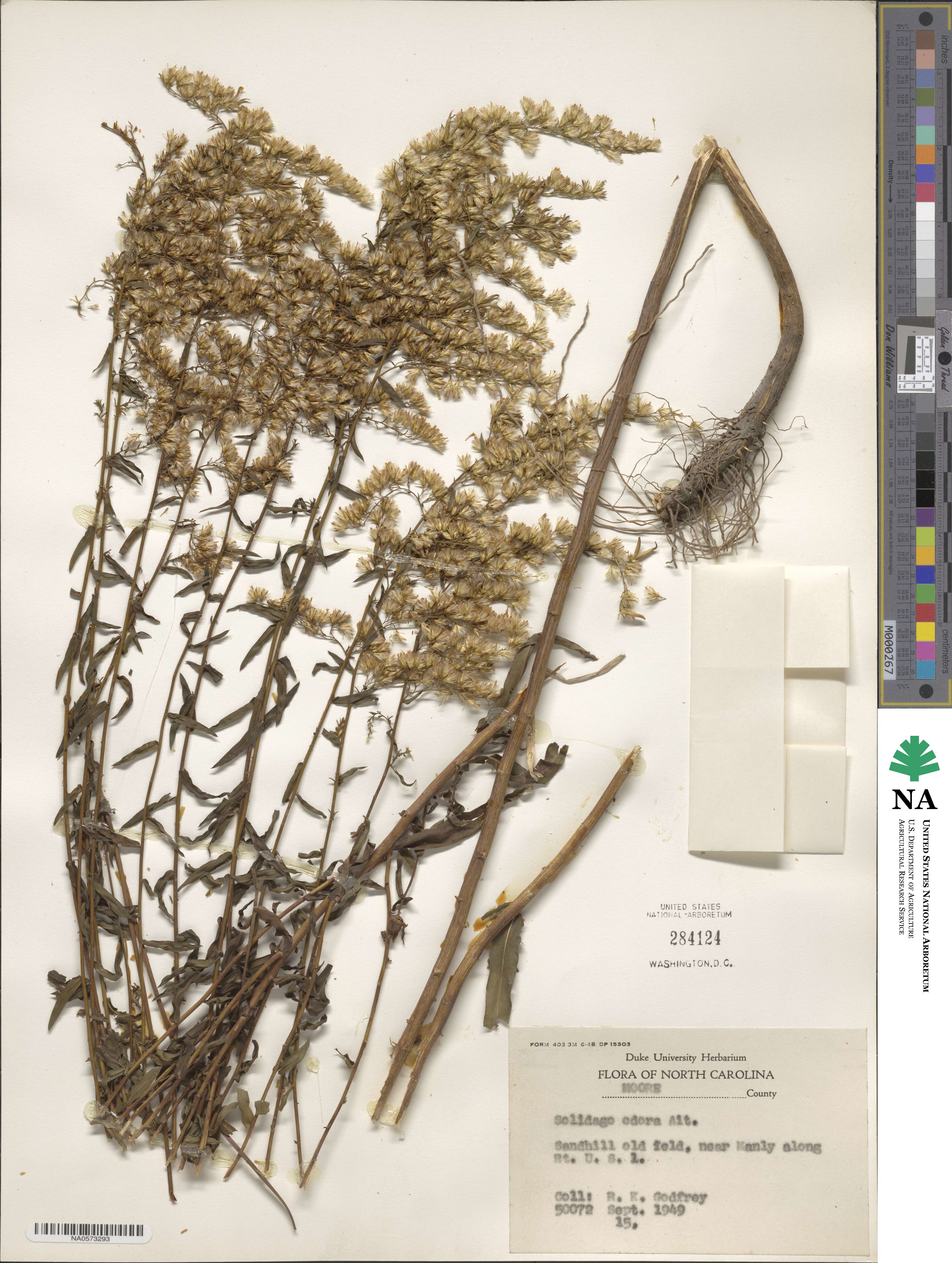 Solidago odora image
