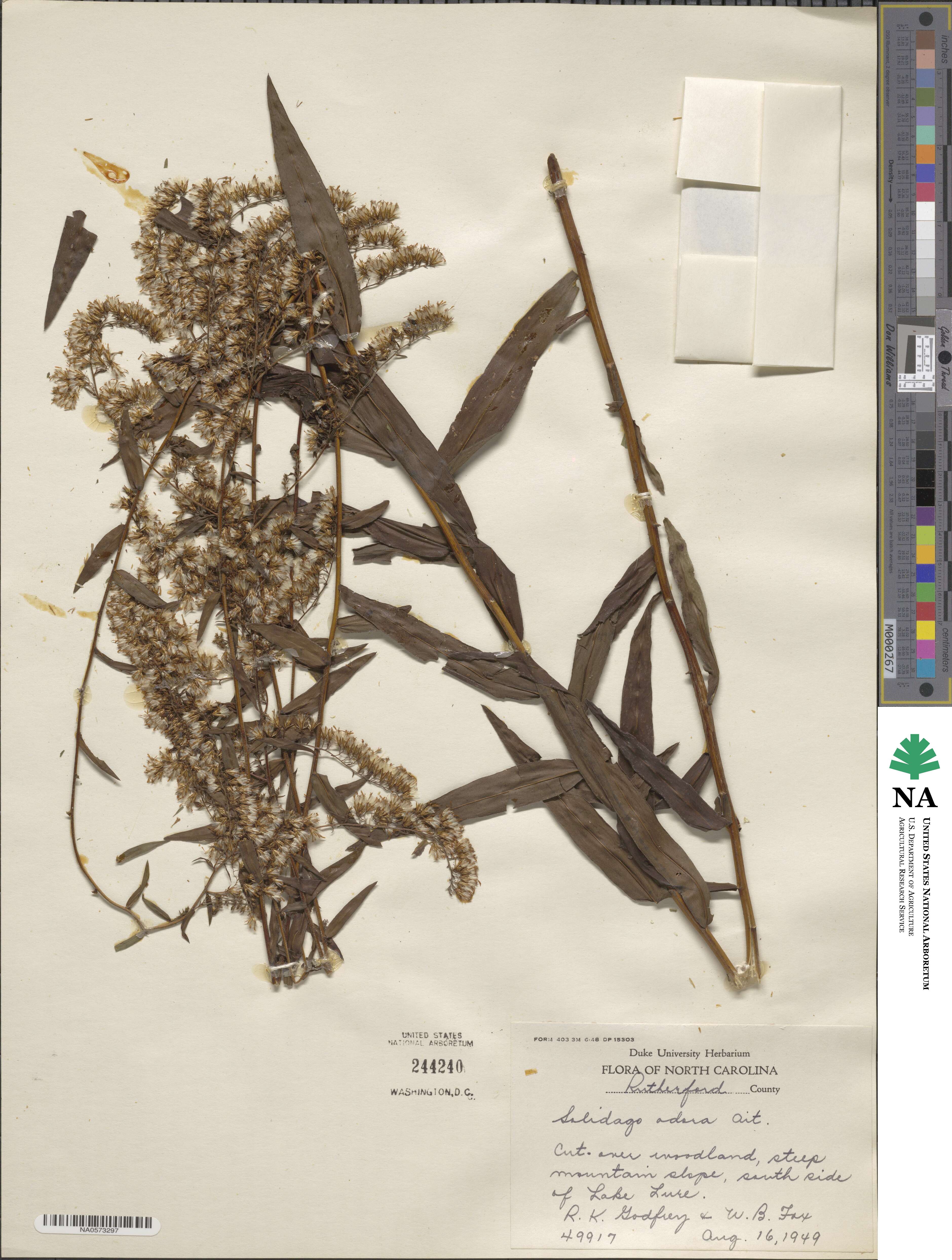 Solidago odora image