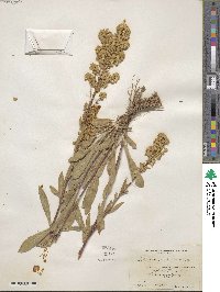 Solidago glutinosa image