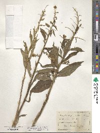 Solidago patula image