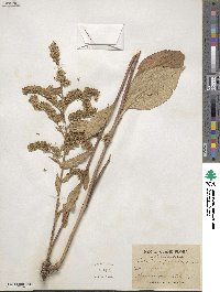 Solidago patula image