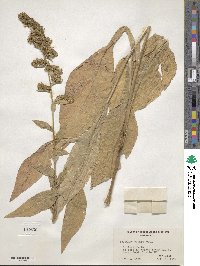 Solidago patula image