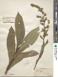 Solidago patula image