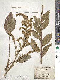 Solidago patula image