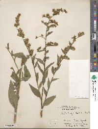 Solidago patula image