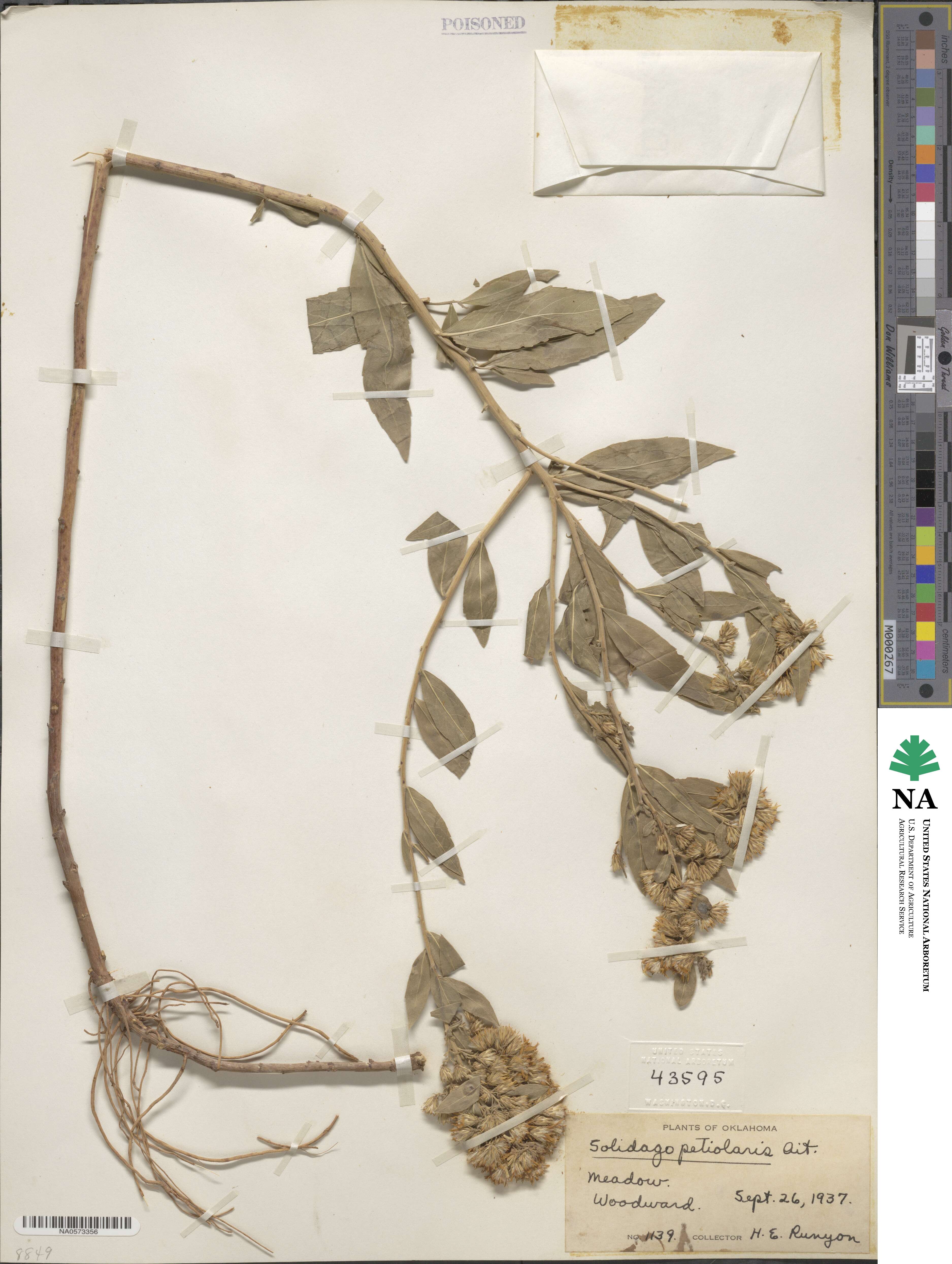 Solidago petiolaris image