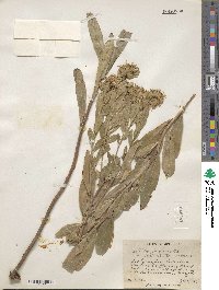 Solidago petiolaris var. wardii image