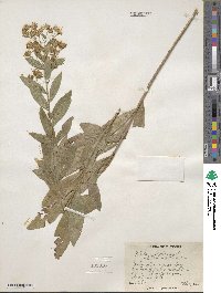 Solidago petiolaris var. wardii image