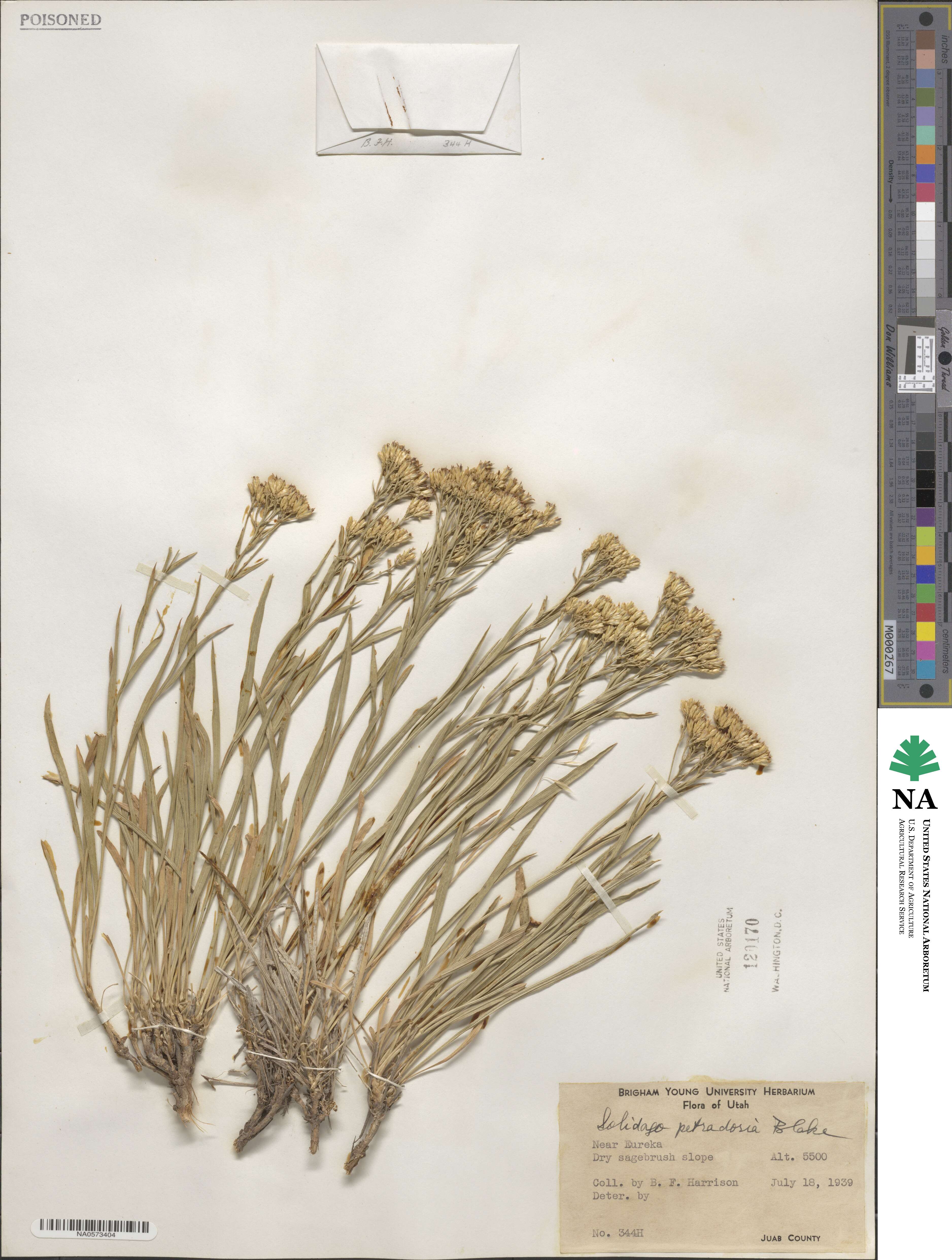 Petradoria pumila image